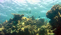 JibaDive05 188fix.jpg