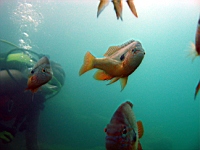 perch.jpg
